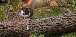 Best Palm Tree Trimming  in Pompton Lakes, NJ