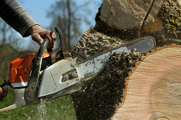 How Our Tree Care Process Works  in  Pompton Lakes, NJ